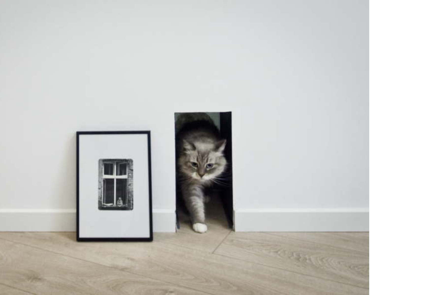 Запускаем кошку в дом. Кот в квартире. Дверь для кошки. Интерьер для кошек в квартире. Дом для кошки с дверями.