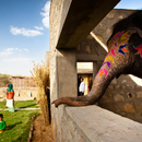 RMA Architects, Hathigaon housing for elephants and their caretakers
