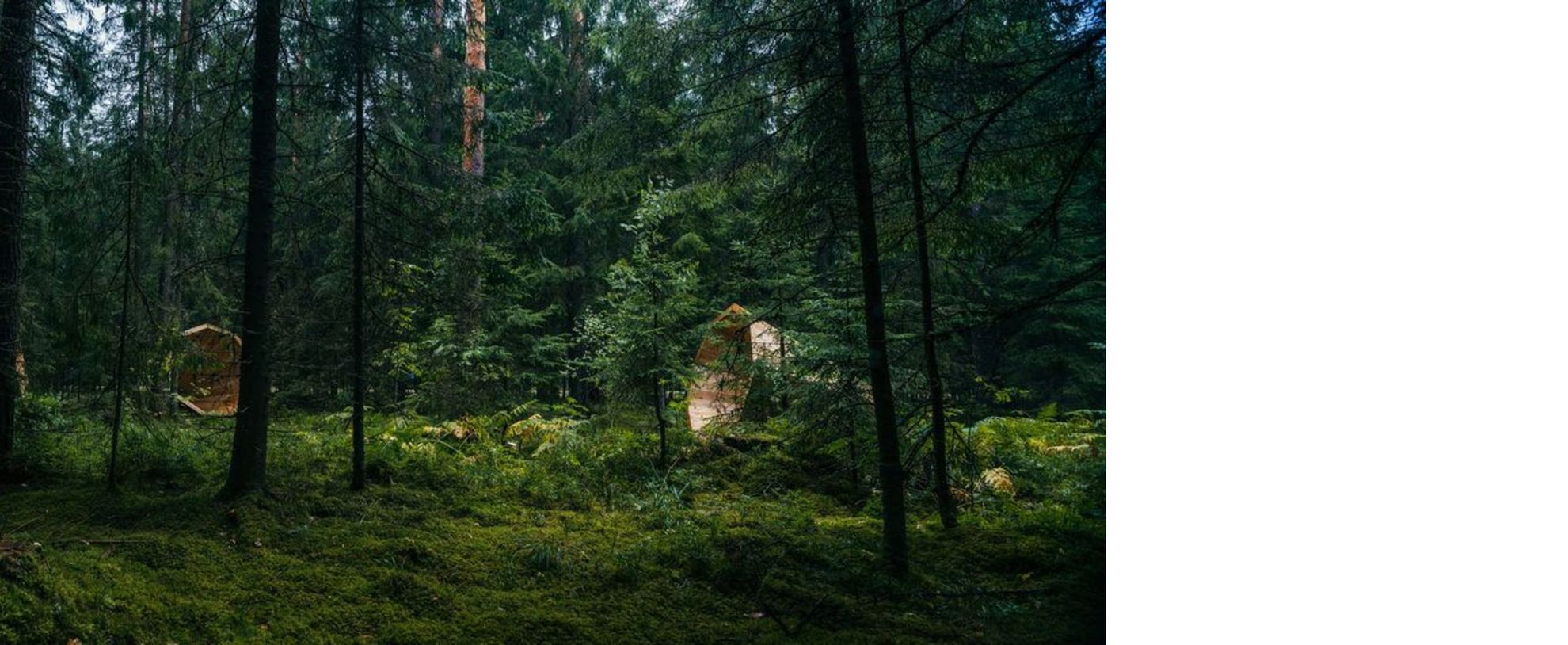 Estonia Giving The Forest A Voice Livegreenblog