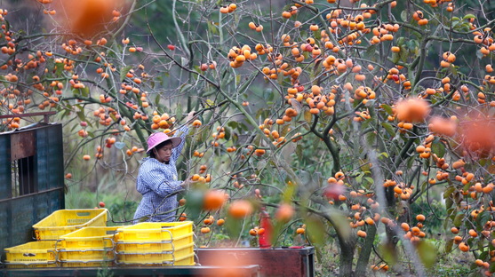 Aerial photography, persimmon harvest in China