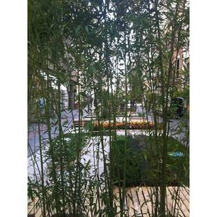 Greenery in the city: Temporary urban garden in Bari
